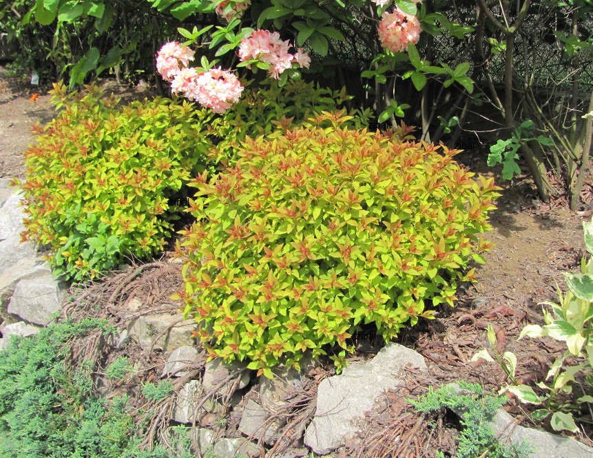 Spiraea japonica "Goldflame"