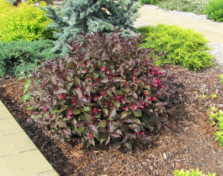 Weigela hybrida "Alexandra"