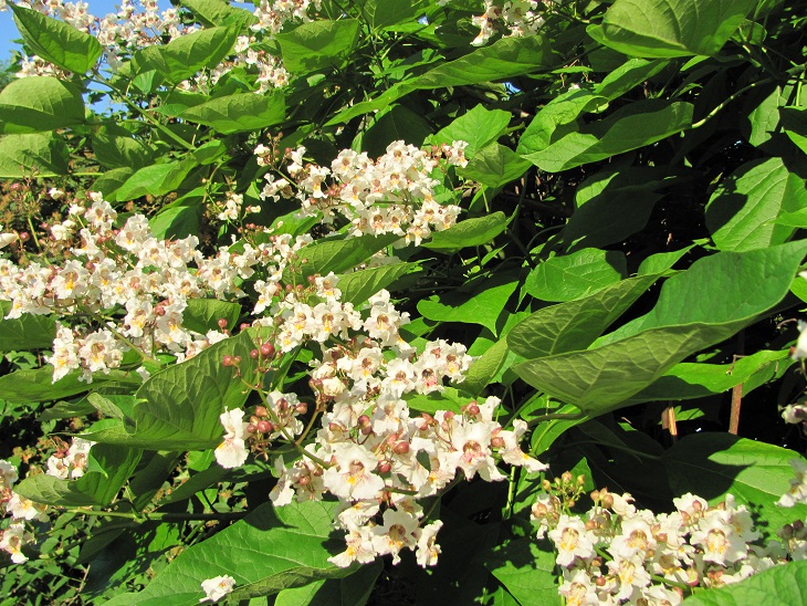 Catalpa bignonioides 