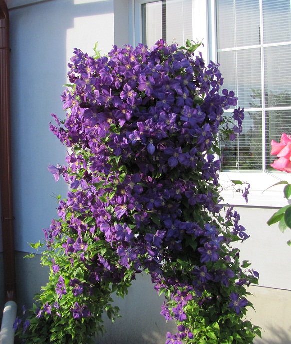 Clematis tmavě modrý Jackmanii