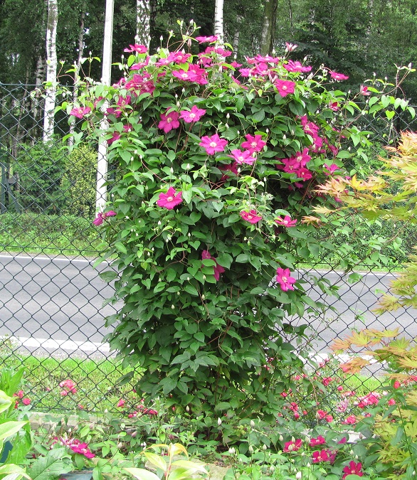 Clematis červený Ernest Markham