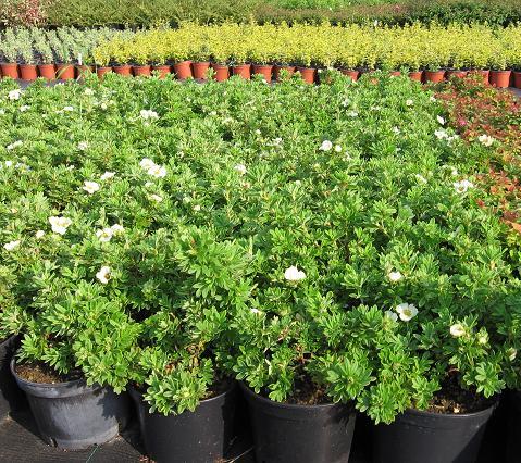 Potentilla fruticosa