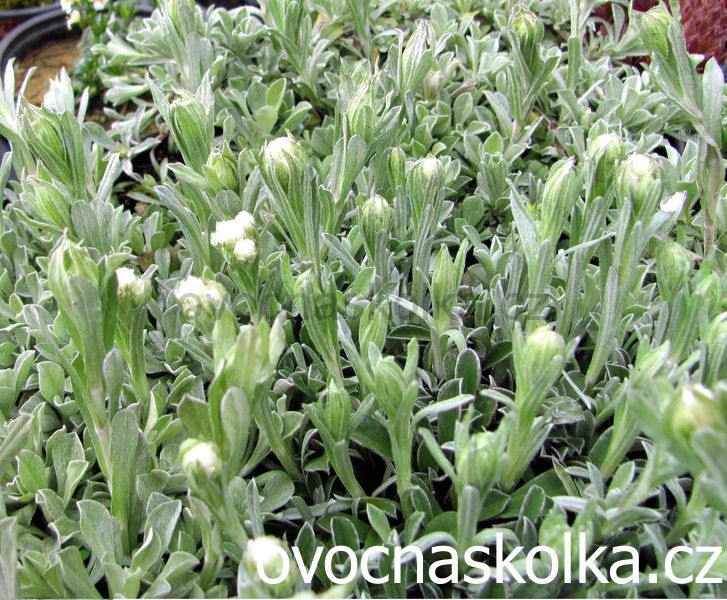 Antennaria dioica 'Weisse Immortelle'