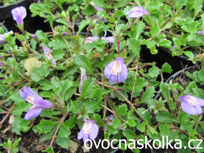 Mazus reptans