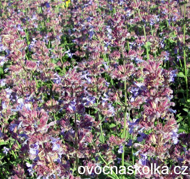 Nepeta x faassenii Blue Wonder
