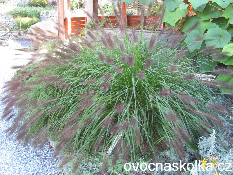 Pennisetum alopecuroides ´Hameln´