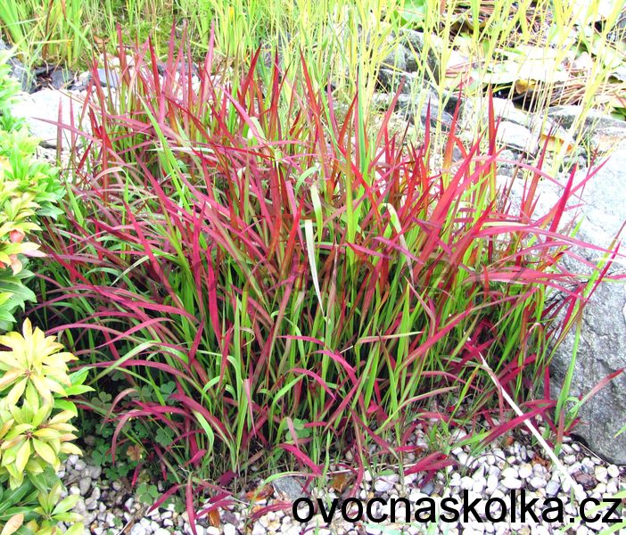 Imperata cylindrica 'Red Baron'