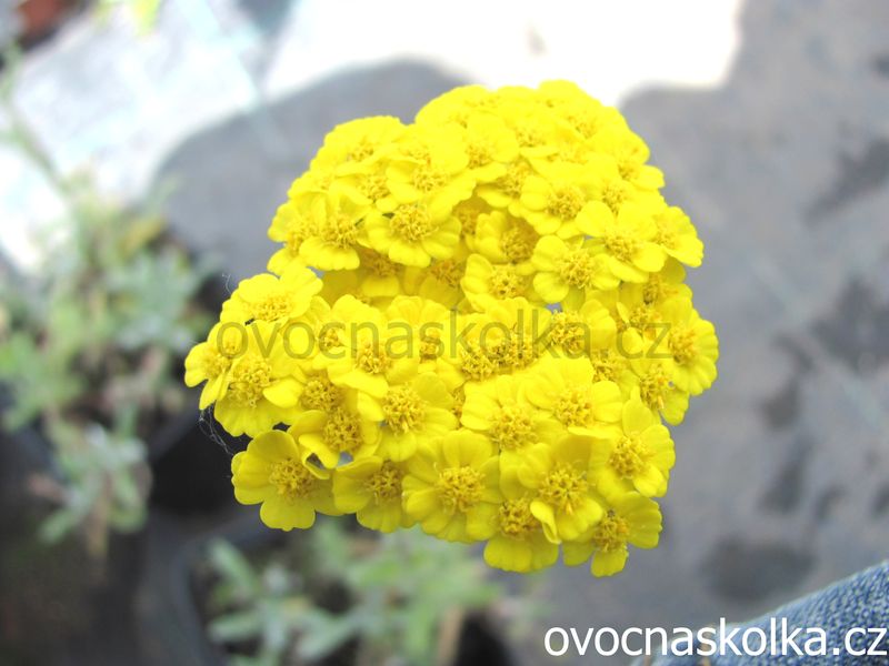 Achillea millefolium Milly Rock Yellow Terracotta