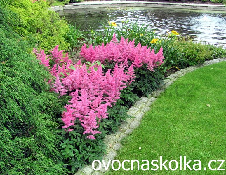Astilbe japonica Pumila
