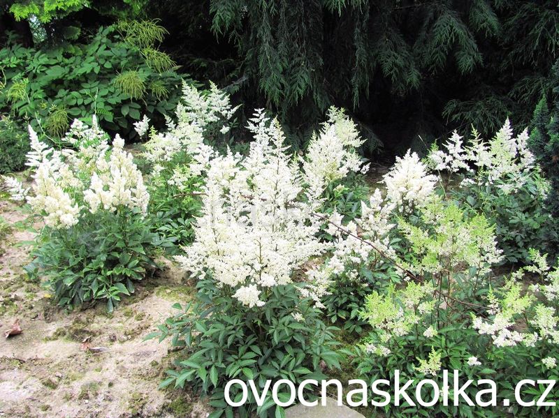 Astilbe arendsii Astary® White