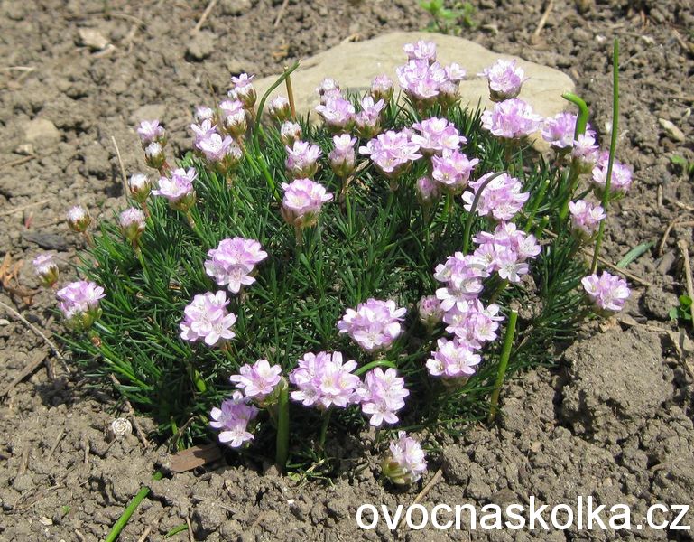 Armeria caespitosa