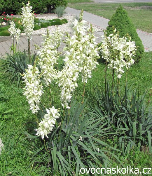 Yucca filamentosa - velká sazenice