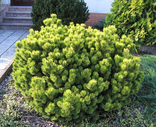 Pinus mugo 'Wintergold'