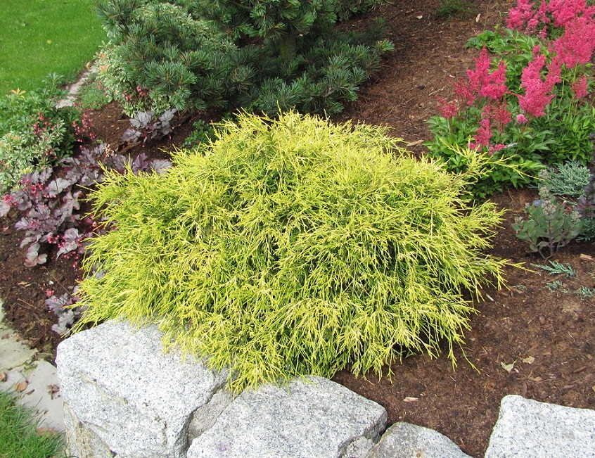 Chamaecyparis pisifera 'Filifera Nana Aurea' 