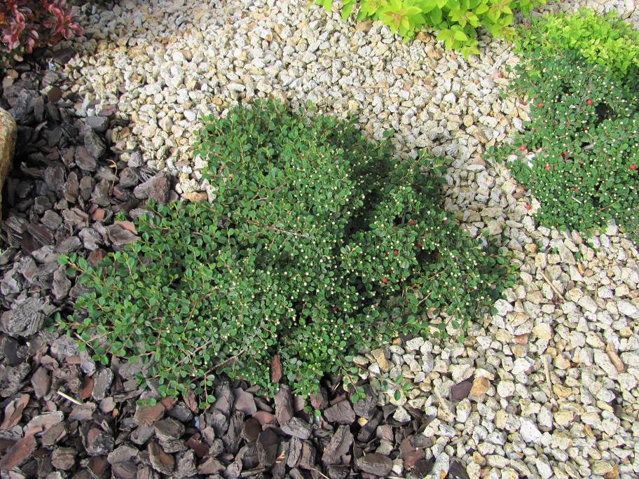 Cotoneaster procumbens 'Queen of Carpets' 
