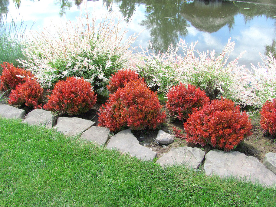 Berberis thunbergii 'Admiration'