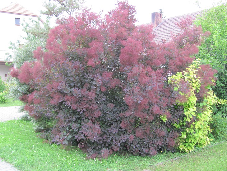 Cotinus coggygria 'Royal Purple'