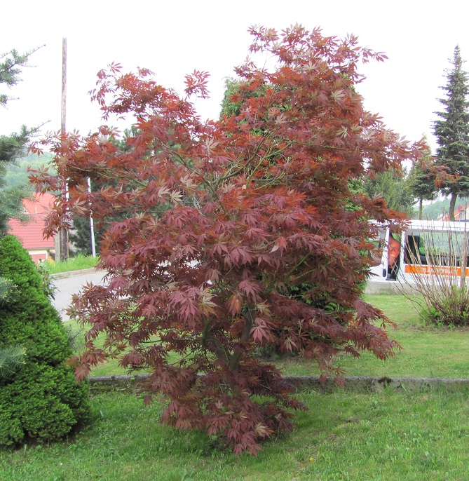 Acer palmatum  'Atropurpureum' 