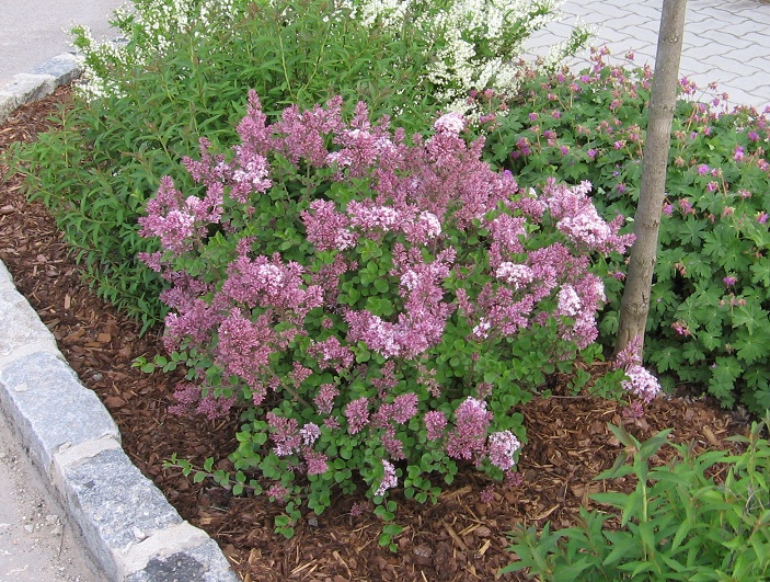 Syringa meyeri 'Palibin'