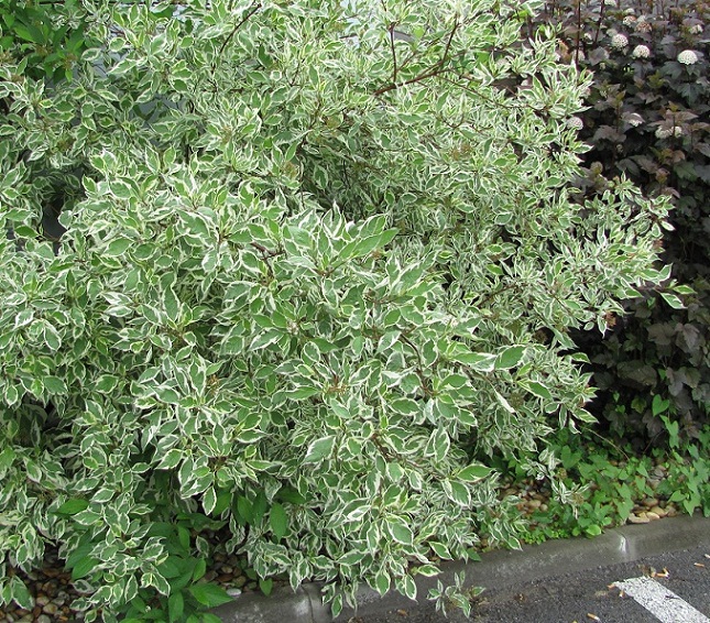 Cornus alba 'Variegata' 