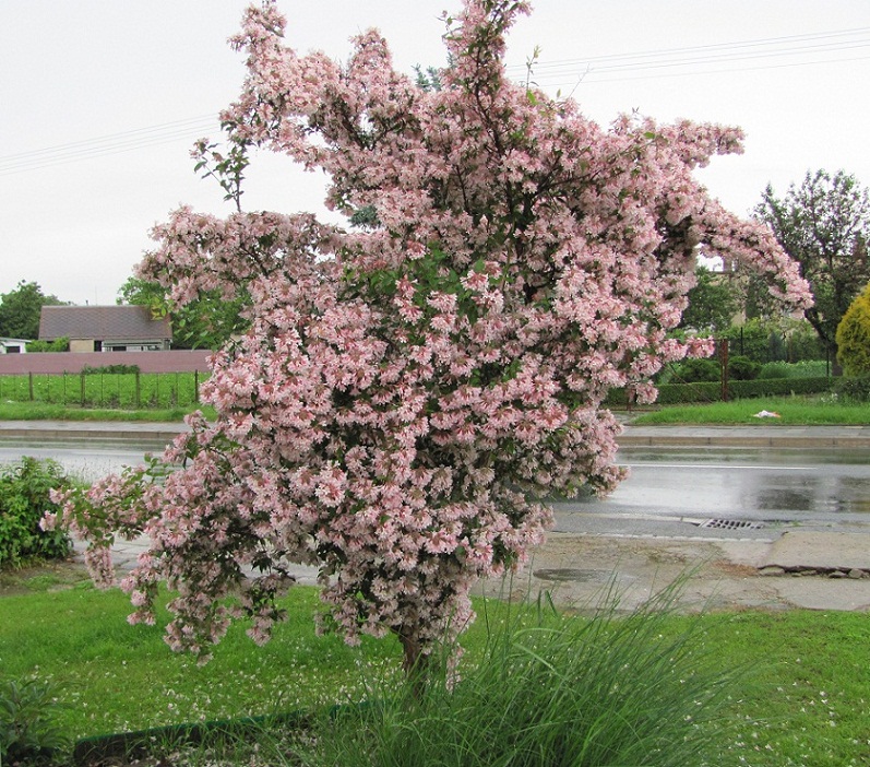 Kolkwitzia amabilis 