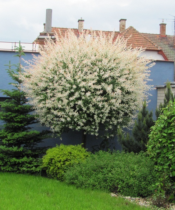 Salix integra 'Hakuro Nishiki'