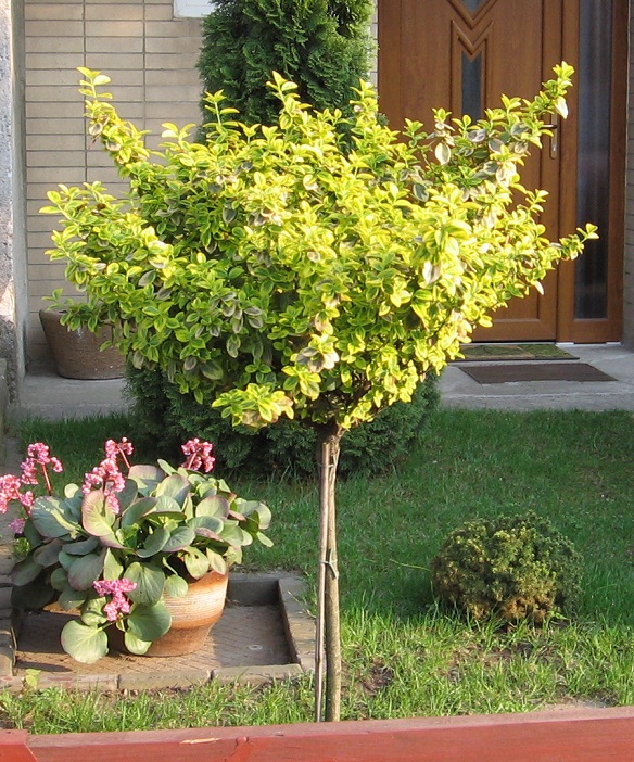 Euonymus fortunei 'Emerald'n Gold' -kmínek