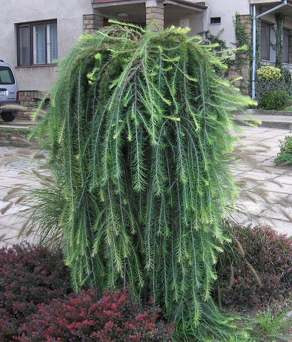 Larix decidua 'Pendula' 