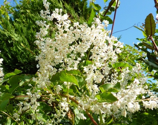 Polygonum baldschuanicum