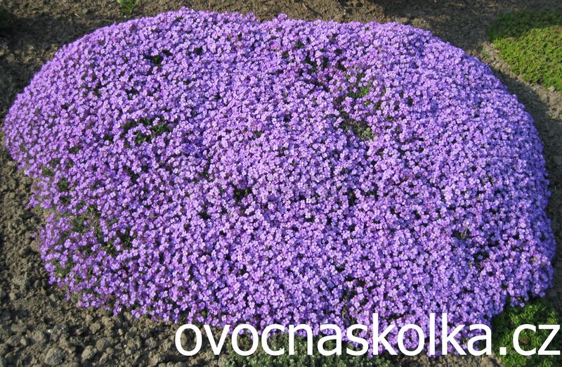 Aubrieta gracilis Audrey™ F1 Mid Blue