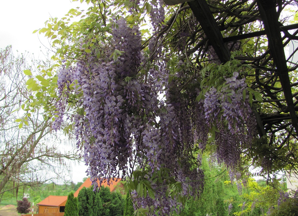 Wisteria sinensis (floribunda)v odrůdách