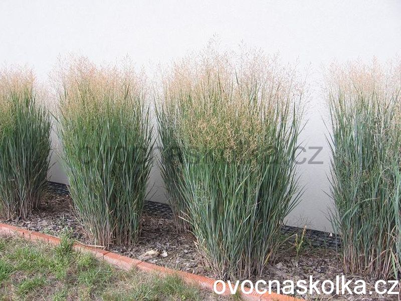 Panicum virgatum