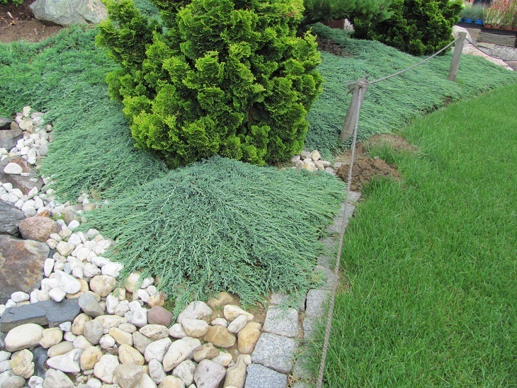 Juniperus horizontalis 'Ice Blue'