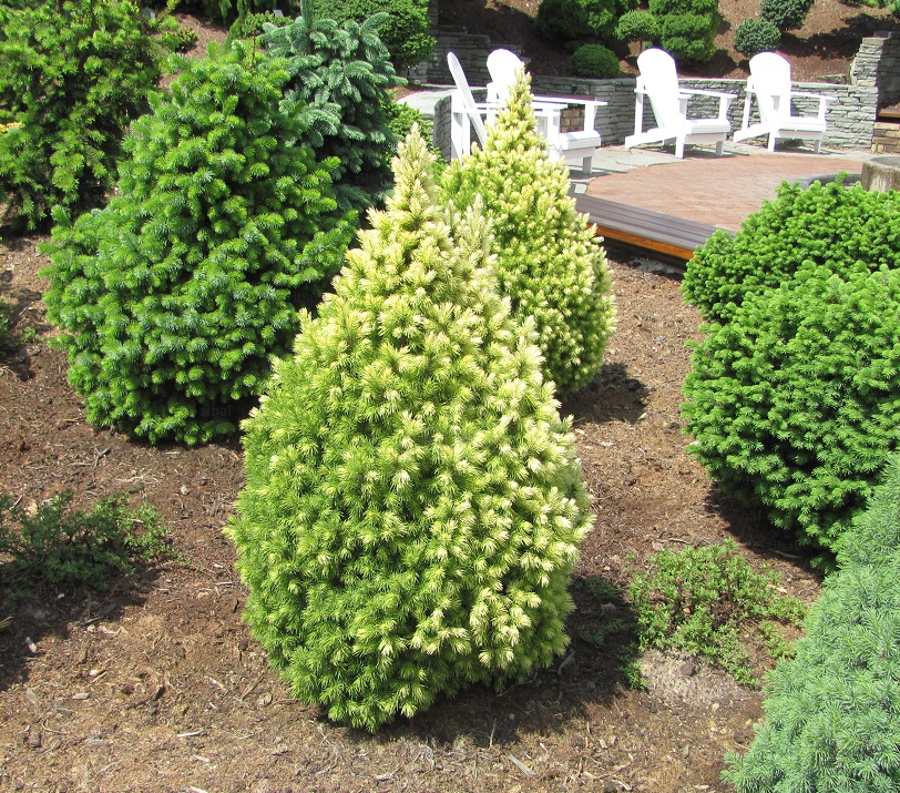 Picea glauca 'Maigold' 