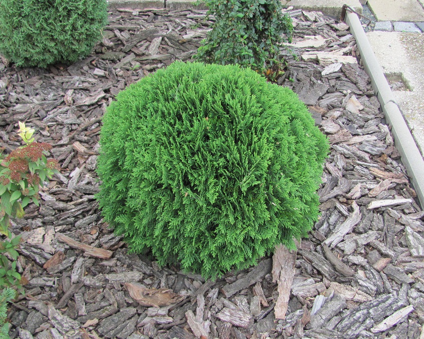 Thuja occidentalis 'Danica'