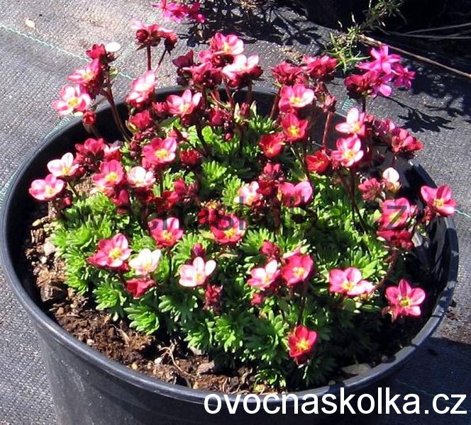 Saxifraga x arendsii 'Harder Zwerg'