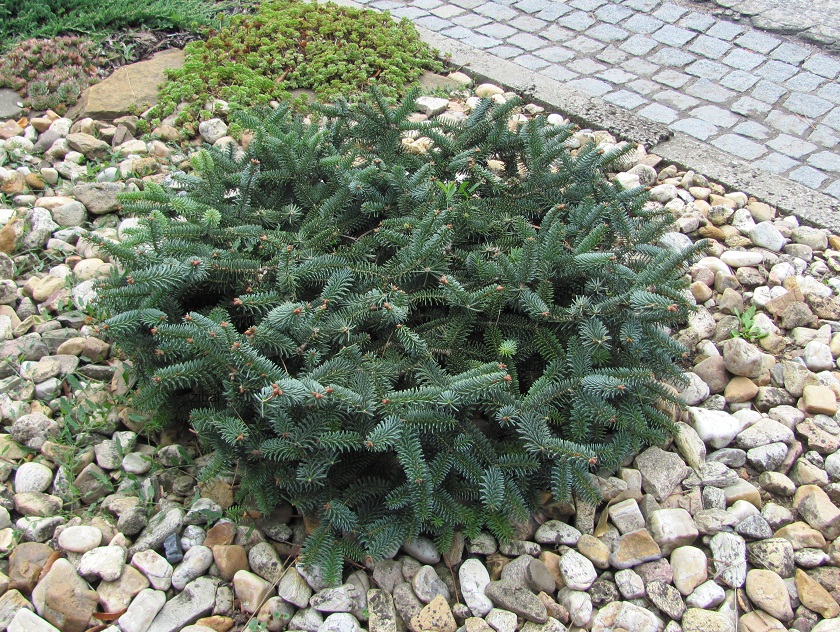Abies pinsapo Glauca