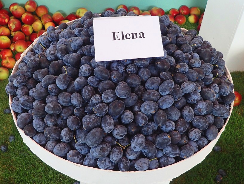 slivoň (švestka) Elena  