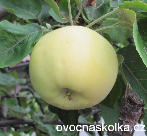  jabloň Průsvitné letní v květináči