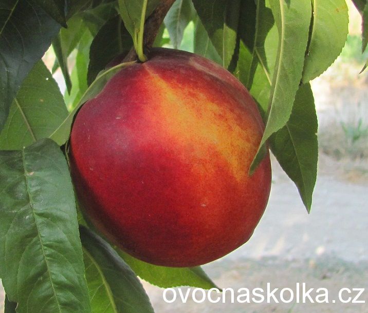 bx nektarinka Flavortop  vyprodáno